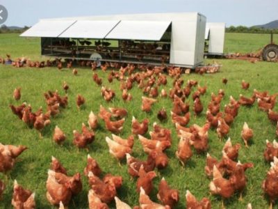Ternak Ayam Organik di Jatilawang, Banyumas