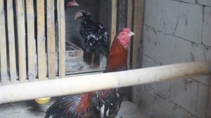 Latihan Ayam Bangkok di Gumelar, Banyumas yang Unggul