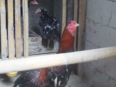 Latihan Ayam Bangkok di Gumelar, Banyumas
