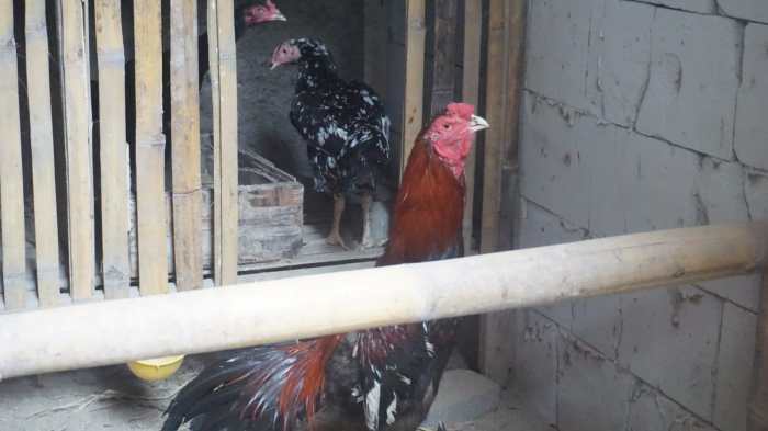 Latihan Ayam Bangkok di Gumelar, Banyumas