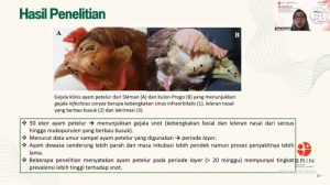 Penyakit Snot Ayam di Cilongok, Banyumas yang Mengkhawatirkan
