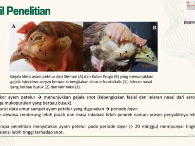 Penyakit Snot Ayam di Adimulyo, Kebumen