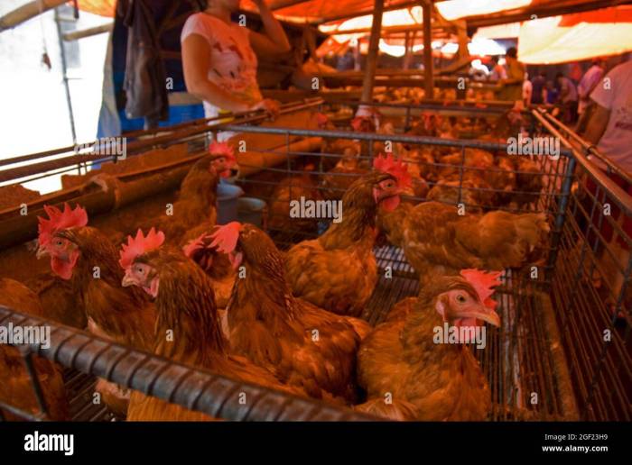 Jual Ayam Kampung di Banyumas, Kabupaten Banyumas