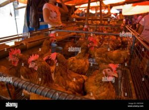 Ayam Terbesar Di Indonesia di Ambal, Kebumen yang Mengagumkan