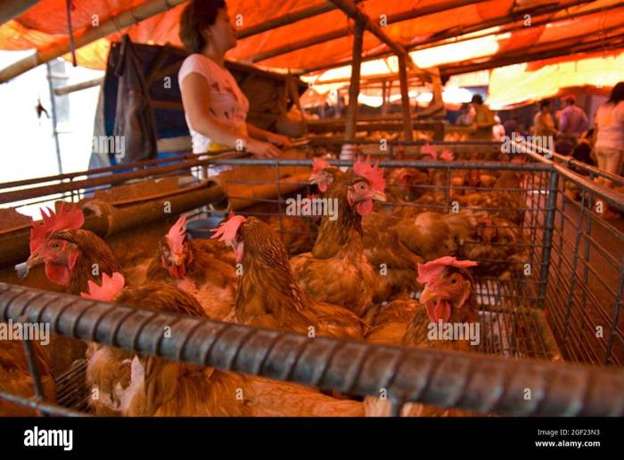 Jual Ayam Kampung di Buluspesantren, Kebumen
