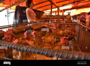 Jual Ayam Bangkok di Kuwarasan, Kebumen Berkualitas