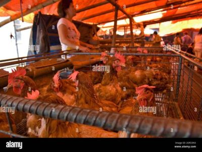 Jual Ayam Kampung di Buluspesantren, Kebumen