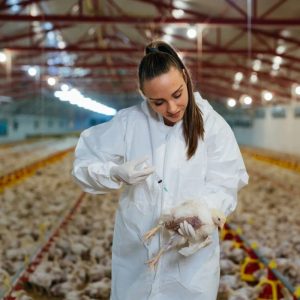 Vaksin Ayam Lengkap di Purworejo, Kabupaten Purworejo