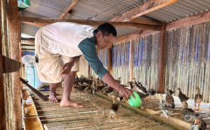 Ternak Ayam Kampung di Karanggayam, Kebumen Menjanjikan