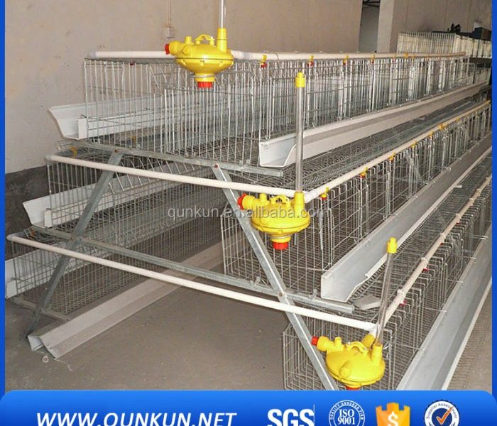 Kandang Ayam Petelur di Bonorowo, Kebumen
