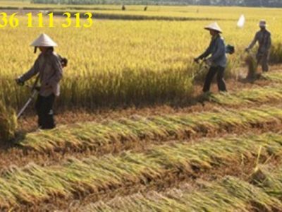 Penyakit Snot Ayam di Gebang, Purworejo