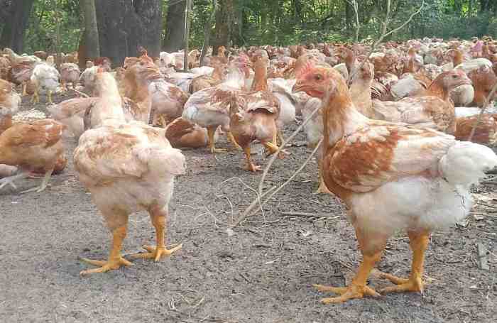 Bisnis Ayam Kampung di Rawalo, Banyumas