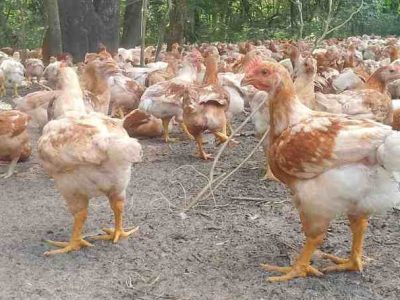 Bisnis Ayam Kampung di Rawalo, Banyumas