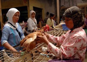 Forum Peternak Ayam di Klirong, Kebumen untuk Kemajuan Bersama