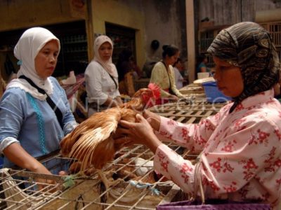 Forum Peternak Ayam di Klirong, Kebumen