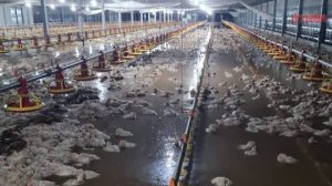 Ayam Broiler Mati di Lumbir, Banyumas dan Dampaknya