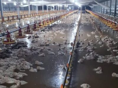 Ayam Broiler Mati di Lumbir, Banyumas