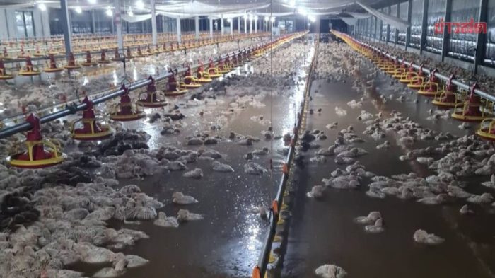 Ayam Broiler Mati di Lumbir, Banyumas