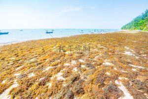 Harga Pakan Ayam di Baturaden, Banyumas dan Dampaknya