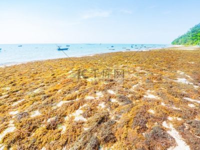 Harga Pakan Ayam di Baturaden, Banyumas