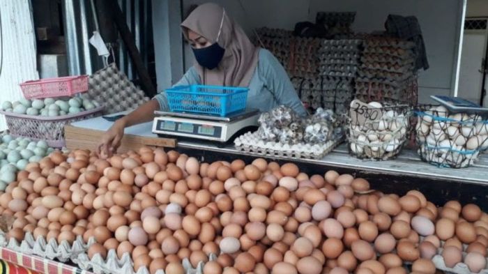 Harga Telur Ayam di Sadang, Kebumen