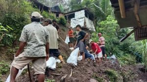 Ayam Lumpuh di Karangsambung, Kebumen yang Unik