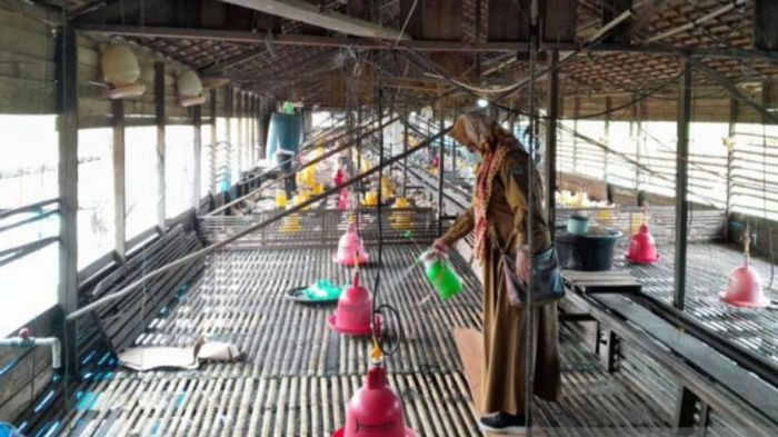 Ayam Mati Mendadak di Sadang, Kebumen