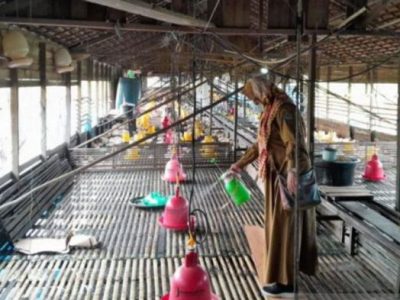 Ayam Mati Mendadak di Sadang, Kebumen