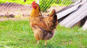 Ayam Berak Darah di Karanganyar, Kebumen Menjadi Perhatian
