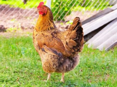 Ayam Berak Darah di Karanganyar, Kebumen