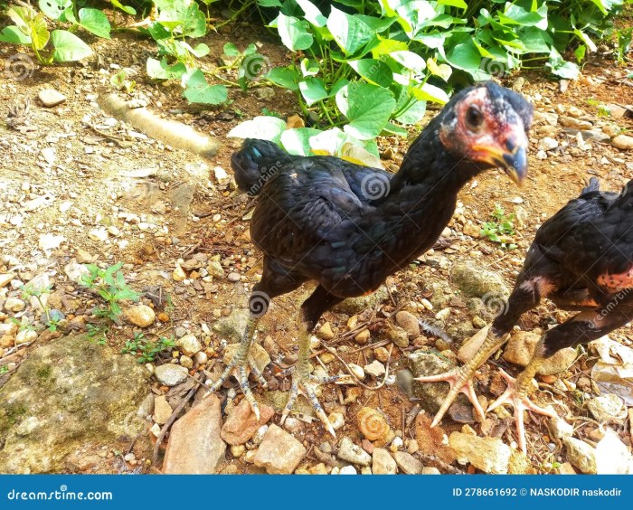Grup jual beli ayam bangkok bengkulu kota panorama | Facebook