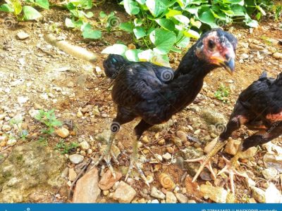 Harga Ayam Bangkok di Gebang, Purworejo