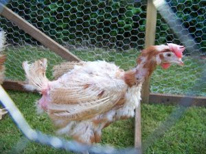 Ayam Terbesar Di Indonesia di Bener, Purworejo yang Menakjubkan