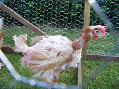 Ayam Terbesar Di Indonesia di Bener, Purworejo