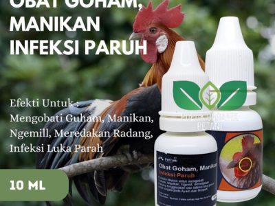 Obat Ayam Ngorok di Ambarawa, Semarang