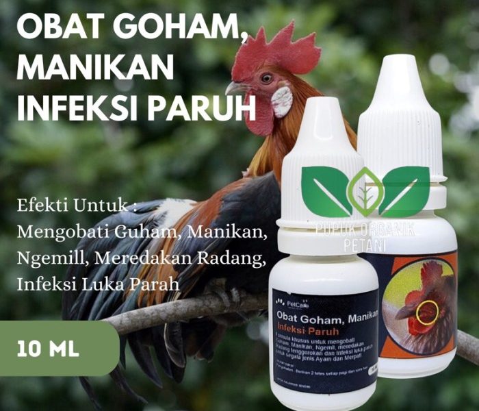Obat Ayam Ngorok di Ambarawa, Semarang