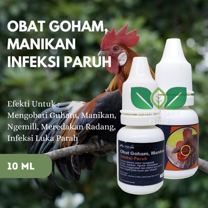 Obat Ayam Ngorok di Ambarawa, Semarang