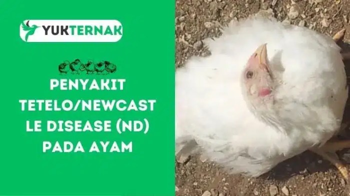 Penyakit Snot Ayam di Rowokele, Kebumen