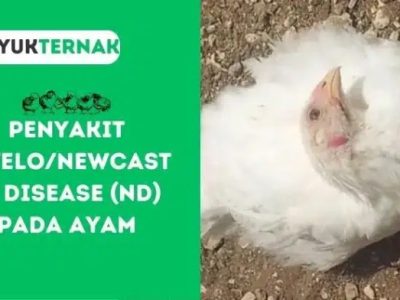 Penyakit Snot Ayam di Rowokele, Kebumen