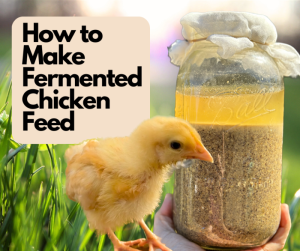 Pakan Fermentasi Ayam di Karangsambung, Kebumen Berkualitas