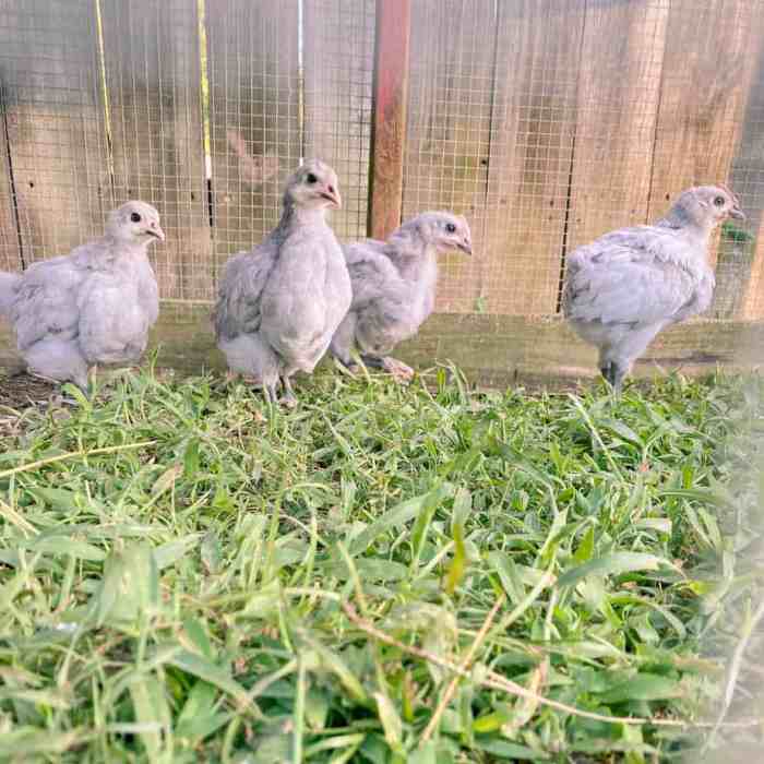 Keuntungan Ternak Ayam di Adimulyo, Kebumen