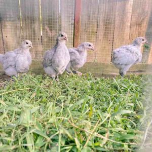 Keuntungan Ternak Ayam di Adimulyo Kebumen yang Menjanjikan