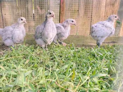 Keuntungan Ternak Ayam di Adimulyo, Kebumen