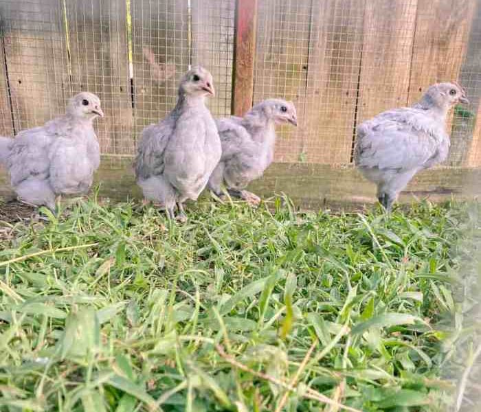 Keuntungan Ternak Ayam di Adimulyo, Kebumen