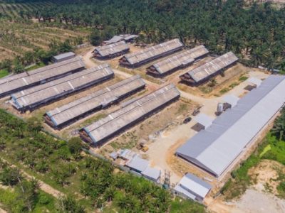 Pakan Ayam Bangkok di Kedung Banteng, Banyumas