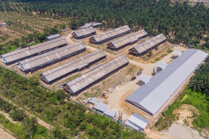 Pakan Ayam Bangkok di Kedung Banteng, Banyumas