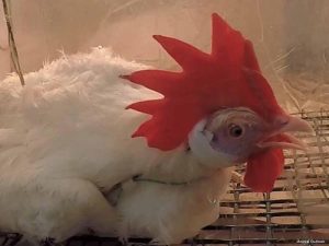 Ayam Sesak Nafas di Bayan, Purworejo Mengungkap Masalah Kesehatan