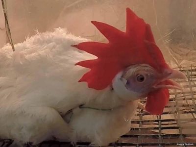 Ayam Sesak Nafas di Bayan, Purworejo
