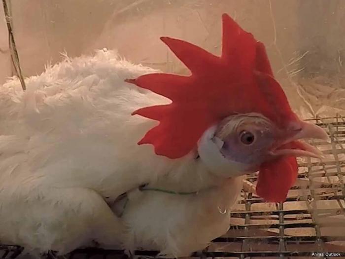 Ayam Sesak Nafas di Bayan, Purworejo