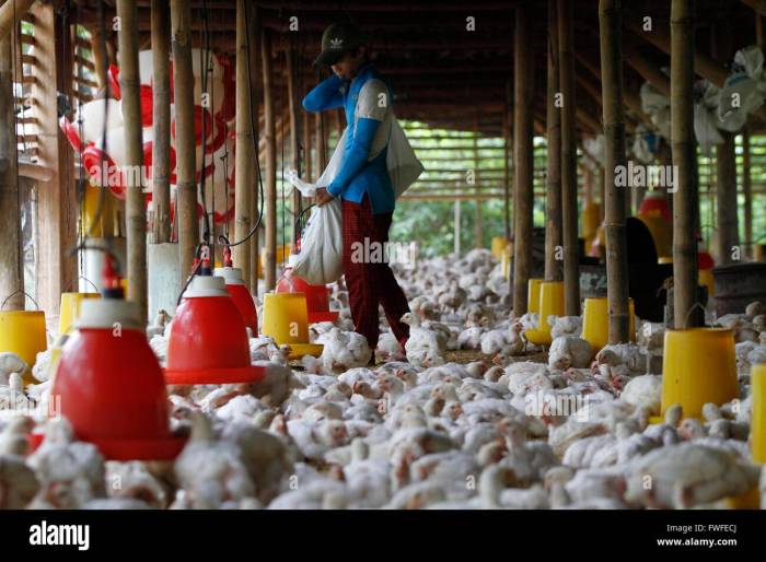 Ayam Kampung Cepat Besar di Sumbang, Banyumas